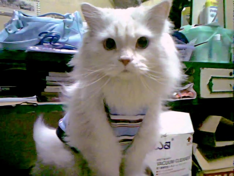 Mugen นั่งอยู่หน้ากองหนังสือและกล่อง