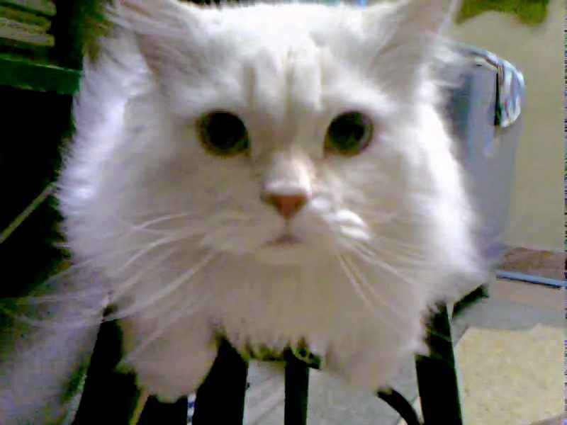 Mugen มองตรงมาที่กล้อง
