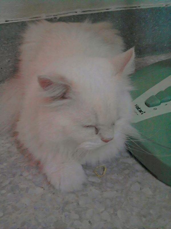 Mugen หลับตานั่งพักบนพื้น